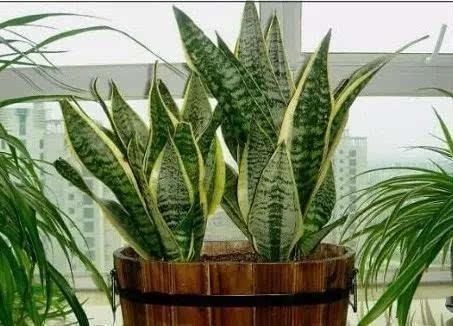 换盆少做一件事,等于白换了,养一年也不长个