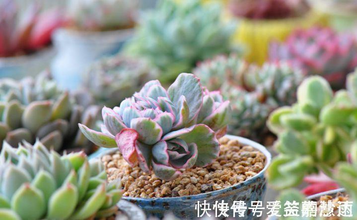 多肉植物的4大敌人,打败它们,让多肉长命百岁
