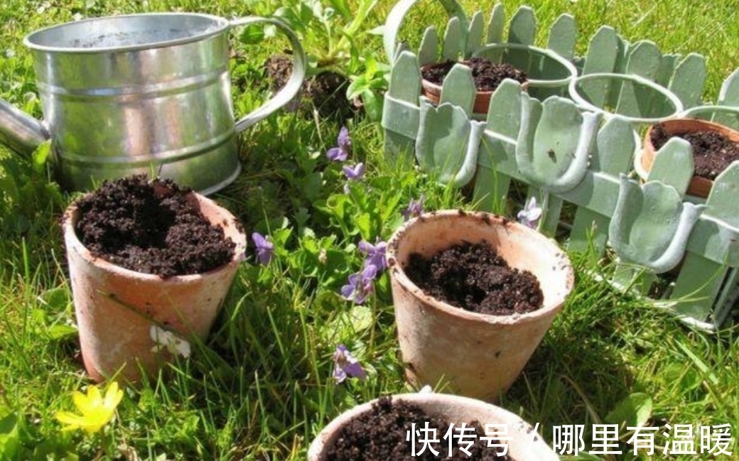 松针土|养花营养土不用买,4种材料搭配起来,松软又肥沃,养啥花都旺