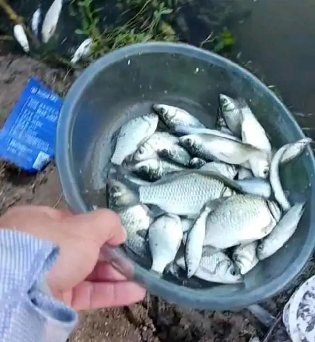 秋天应该怎么钓鲫鱼,酒米+蚯蚓好像不管用了