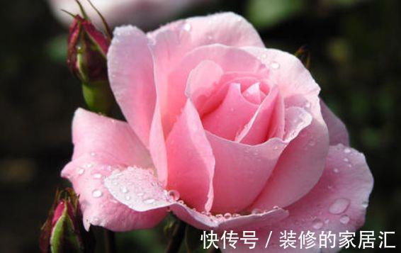 蔷薇花|从8月7日开始,家养此款花卉,气味芬芳怡人,色彩柔美和婉