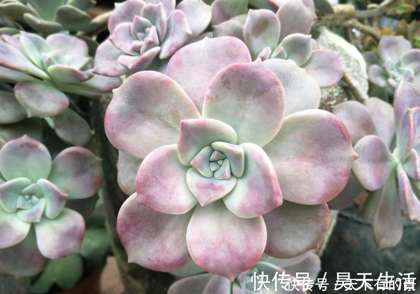 徒长|有1片叶子就能活的紫乐,夏季盆栽,注意3点才叶子肥美