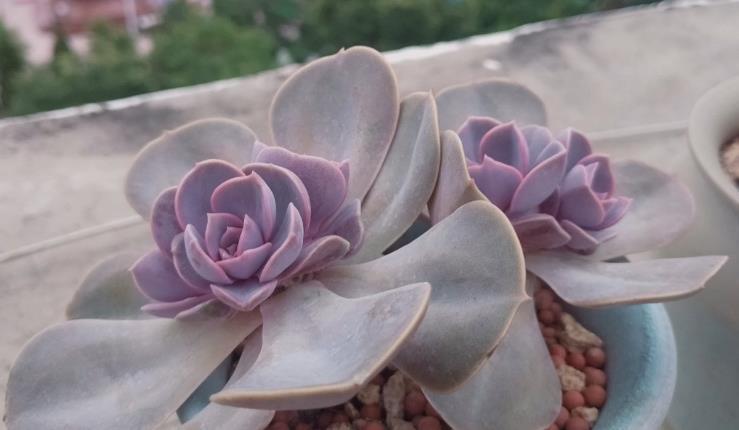 阳台上|多注意这3点，盆栽多肉紫珍珠，夏季茎叶根不化水腐烂