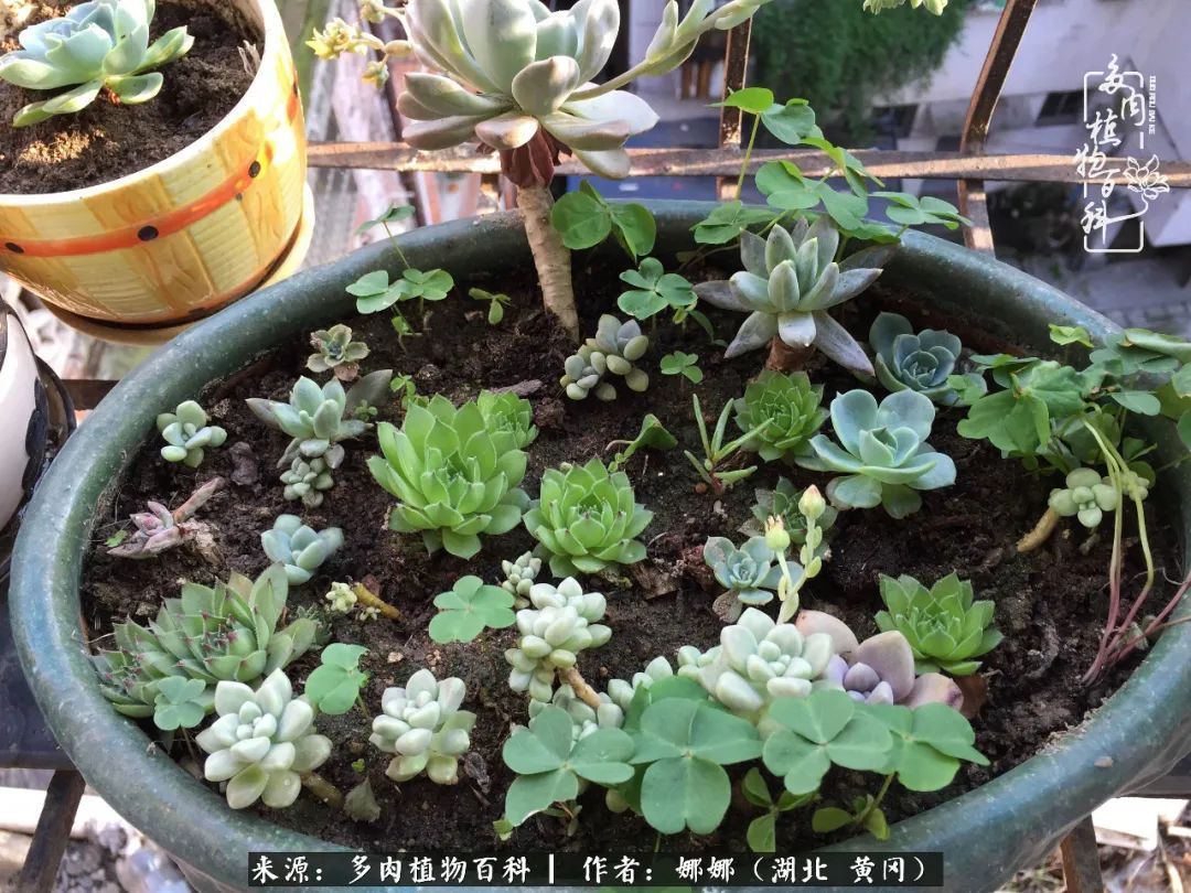 遇上多肉，遇上美好，情不知所起，一往而深！