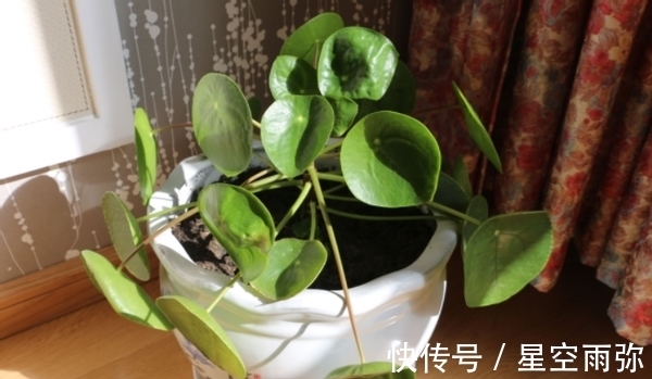 废物肥|用这2样“废物肥”养花,家人再不嫌弃我败家了