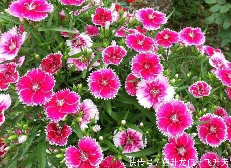 适合冬天养护的4种花,花朵硕大花量大,美轮美奂
