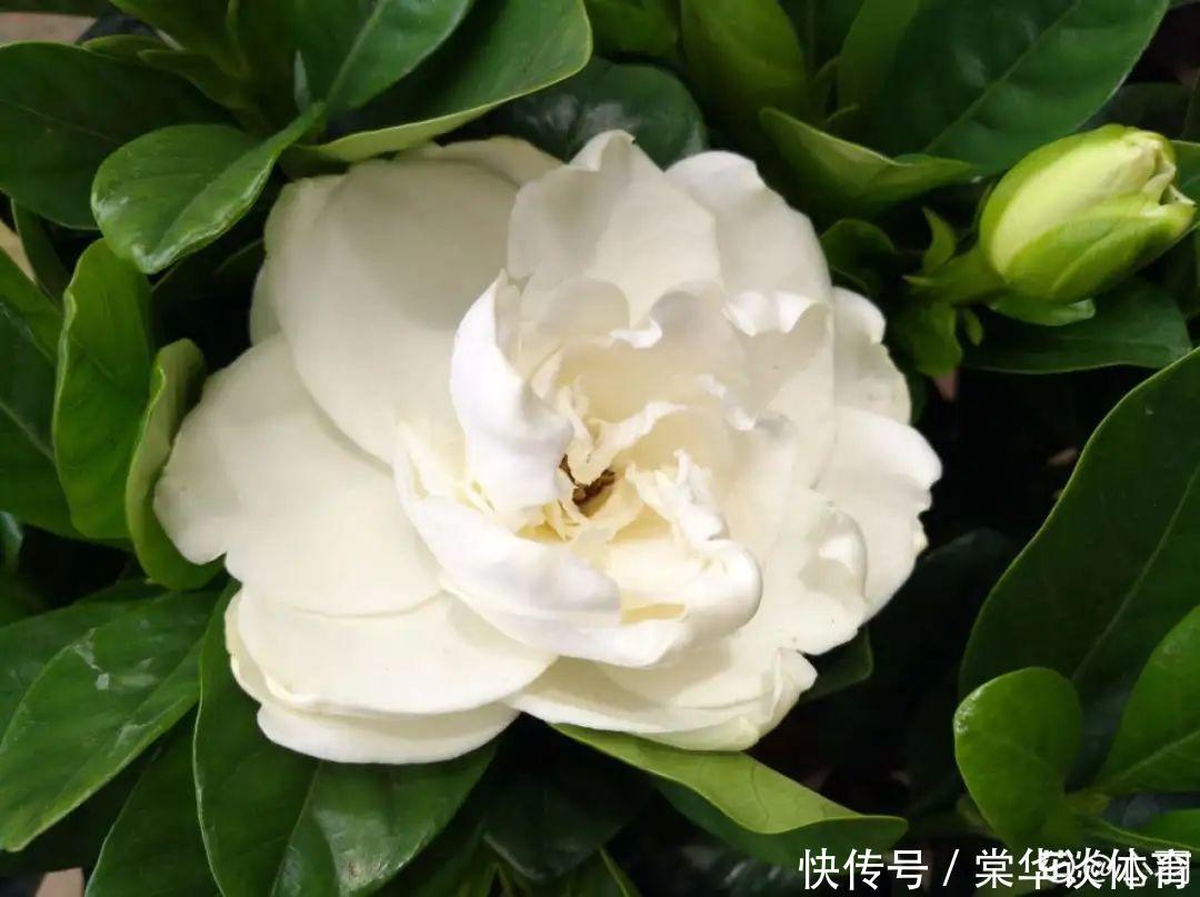 酸性|天生爱淋雨的花，多淋几次，连肥料都省了