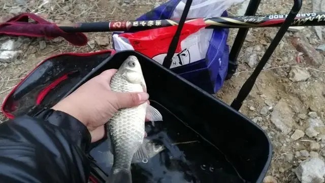 冬钓鲫鱼把握方法和时机,这4点就足够你狂拉大鱼,一定要记牢!