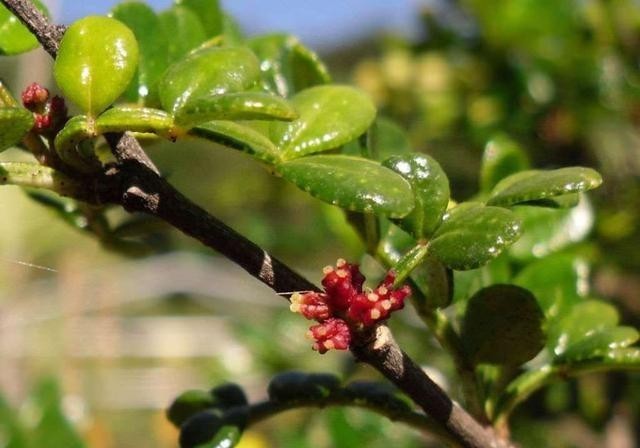  块根|比绿萝更易活，天生的盆景材料，块根植物大象树