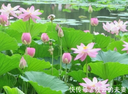 日子|步入8月底,喜鹊枝上叫,喜事快来到,4属相日子富贵有余