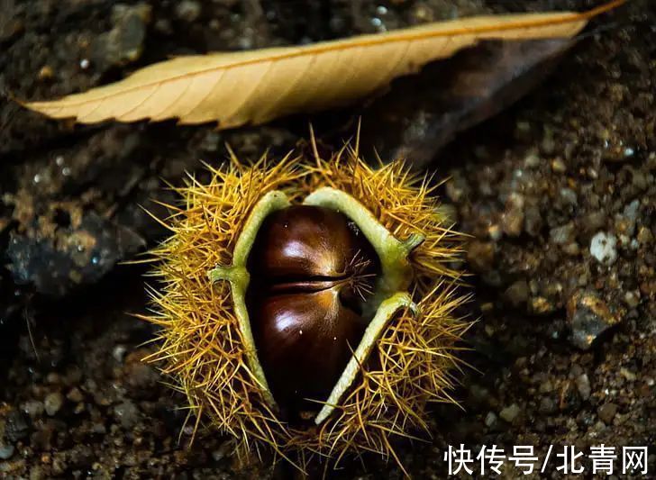 栗子|“干果之王”健脾补肾！搭配这几种食材，散寒、补虚、强筋骨