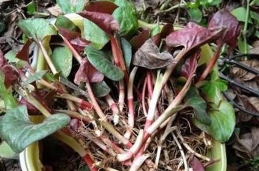 罗医生|适合女性吃的“不老菜”，清热解毒祛湿，远离女性妇科问题