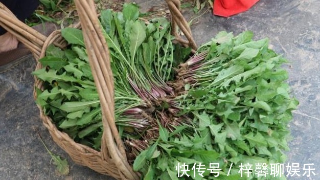 植物皇后|此野草叫“植物皇后”,清热解毒,营养师吃了有很多好处!