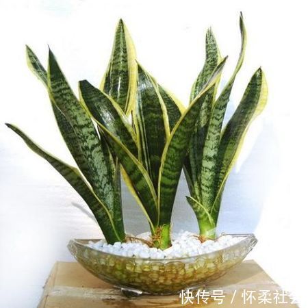 养虎皮兰不长，学会几点，让它生长旺盛蹭蹭长！