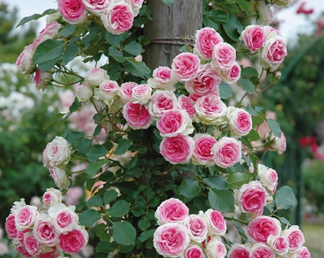 院子里养爬藤花越来越普遍,只有花开后,才明白有多美