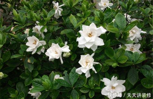 蓝雪花|家里养这3种花,6月搬出去使劲晒,晒得越狠开花越旺