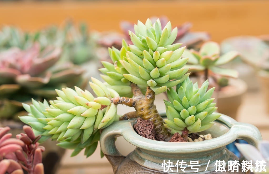 多肉|多肉多晒晒太阳,生长健壮,预防徒长不生病,养出一盆漂亮的多肉