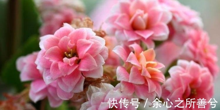 花色|几种花卉超好养,沾土就能活开花就爆盆,不易生病好养护