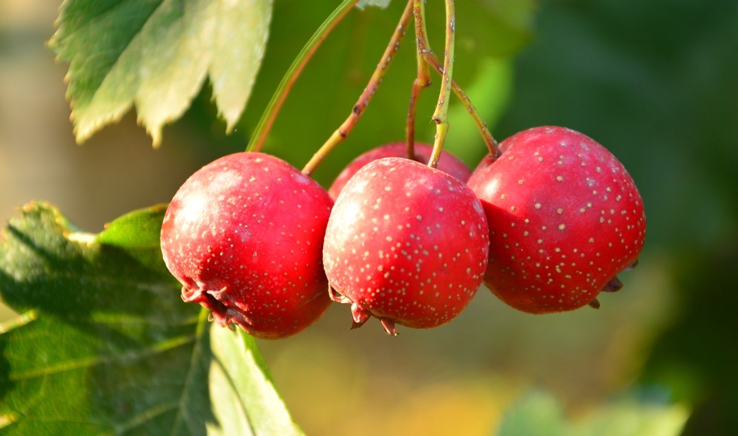 炖肉切记这3味香料加与不加区别很大，做对了肉又烂又香又入味