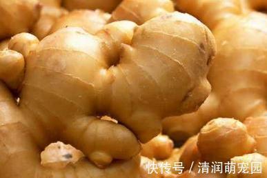 妙招|生姜放久了总是坏?教你3个小妙招,放半年不干瘪不腐烂