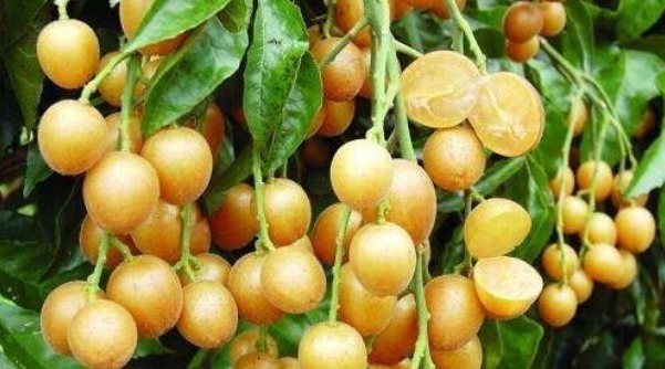 果酸|天然的“止咳药”找到了,每天一碗,化痰平喘,比吃药效果还好