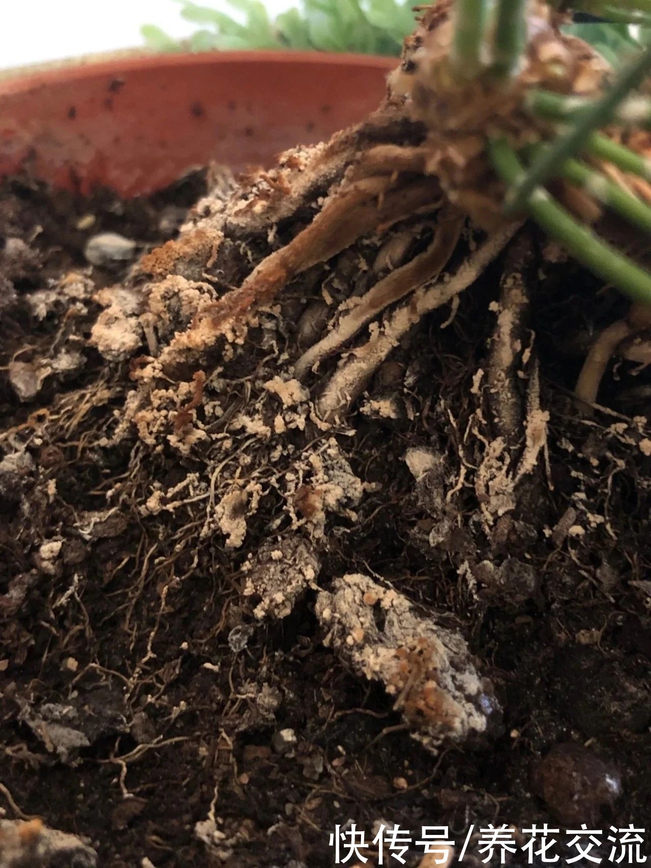 土面|家里的盆栽植物土面长满白色毛毛，这些霉菌对人和植物有害吗？