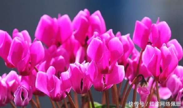 这5款花恰恰相反,浇水多黄叶烂根快就因它,养花不可不知