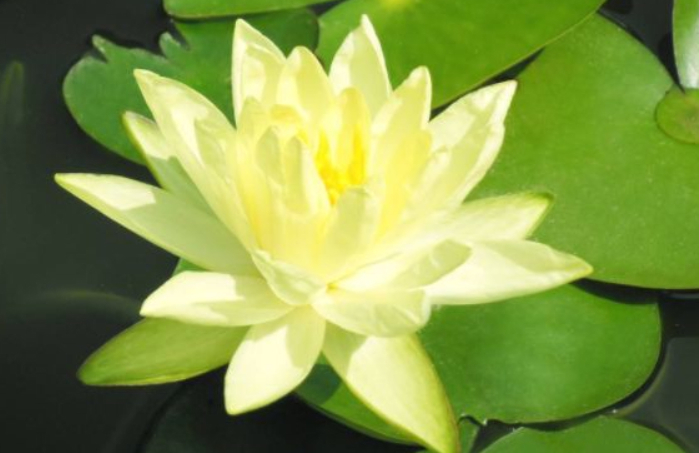 喜欢菊花,不如养盆“菊之珍品”,绚烂多姿似仙女,娇艳惹人爱