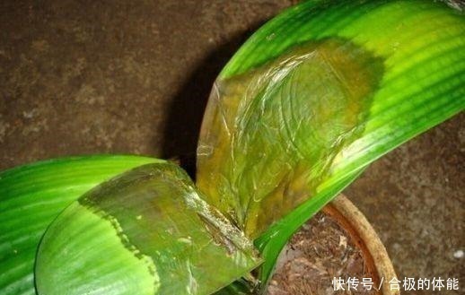 叶片|君子兰出现黄叶烂根不可怕!老花匠教你做好这四点 天天蹭蹭长个!