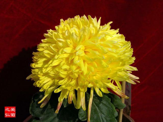 喜欢菊花，不如养盆“珍稀名菊”夕阳牧归，开花爆成花海，美极了