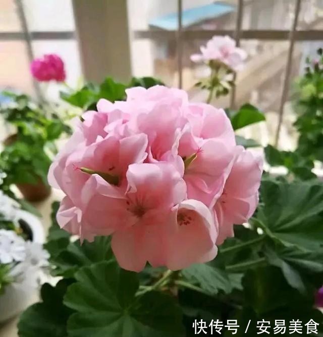 这五种花，就得富养，大肥大水大太阳，长得那叫一个旺