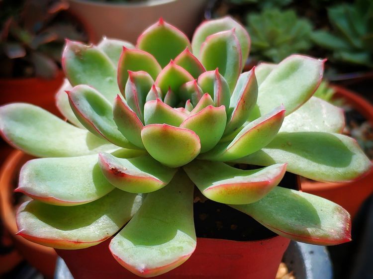 成长|与多肉一起走过的日子，见证多肉的成长过程！