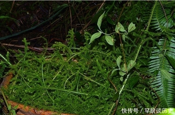 风湿药酒|俗语“筋长一寸，寿延十年”，农村这种野草，是老大夫的宝贝