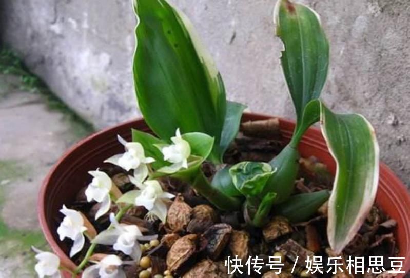 入药|农村长在石头上的杂草,原来无人问津,现在35元一斤很抢手