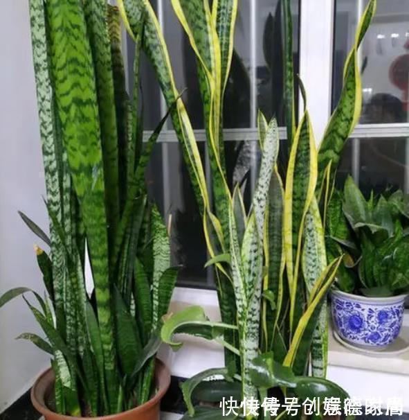 老花匠养了2年虎皮兰,小崽崽挤满盆,方法也简单,全靠4件事