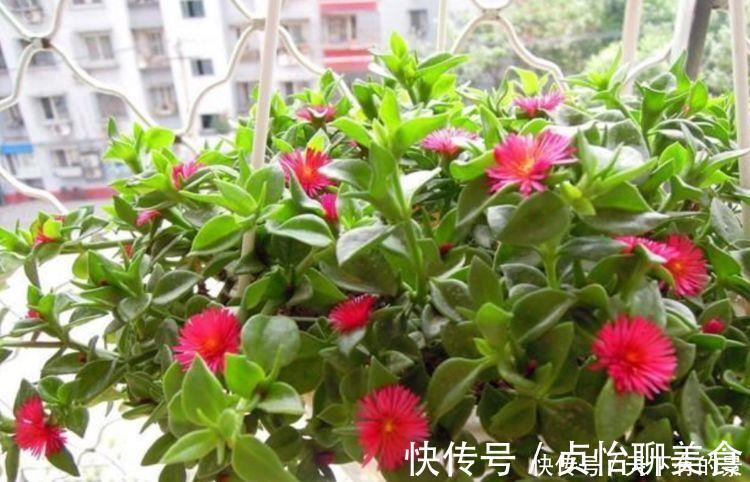 几款花是爆盆能手，开起花来拦不住，净化空气，家中必备