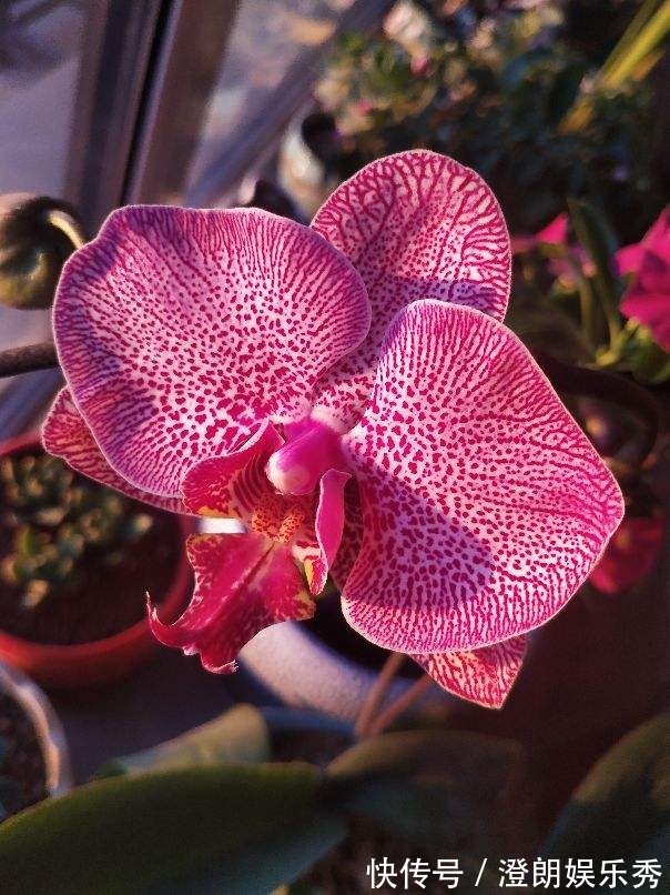 8种“中国红”年宵花，养在家里添喜气，红红火火好运来