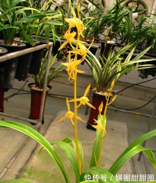 11月,此兰不养亏大了,通体金黄,芳香四溢,被誉为云南“仙草”