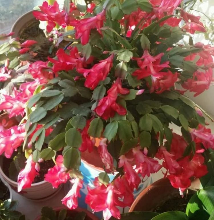 太阳花|4种花现在养刚刚好,开花很漂亮,浇水就疯长,夏季也能疯长不停