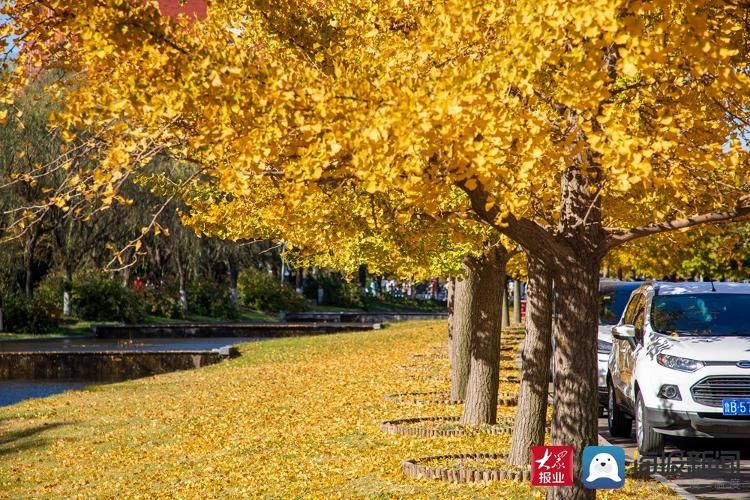 美景|满目金黄 实拍山东科技大学醉人美景