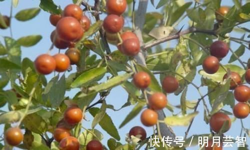 排毒|女性不想被喊黄脸婆,3种食物经常吃,排毒清肠,延缓衰老