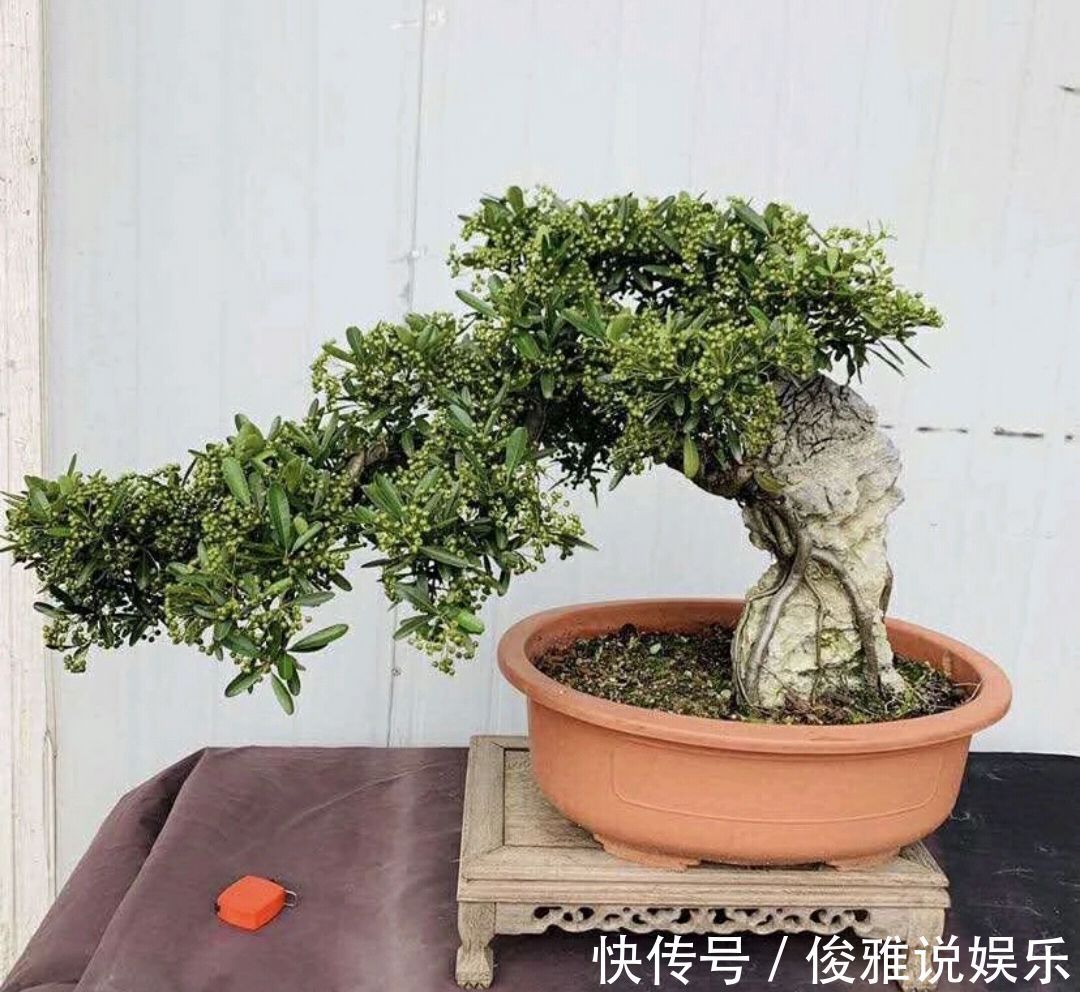 弹子|盆景修剪冷知识为什么要把枝条修剪成45度斜角长知识了