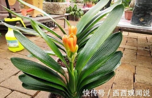枯黄|君子兰叶片发黄怎么办?几招解决面子问题,叶片很快又大又绿