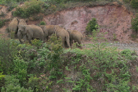 普洱市 普洱:“象”见恨晚的地方