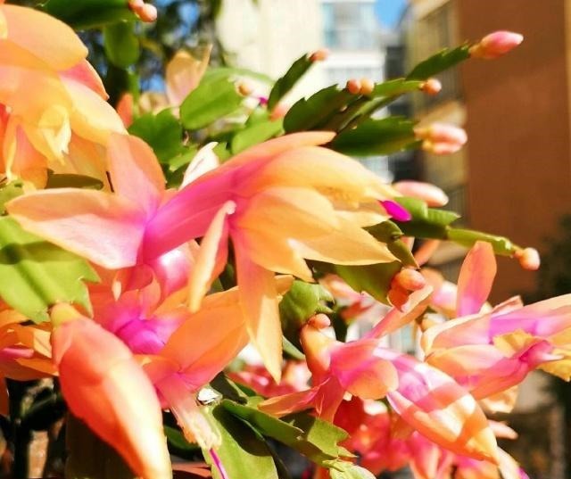 刚上盆的仙人掌可以直接嫁接蟹爪兰吗有什么地方需要格外注意的