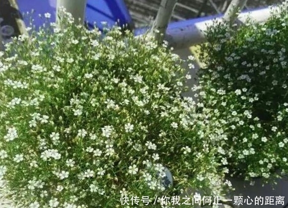 全日照|这5种花爱晒太阳,越晒花越多,很快就能爆盆!