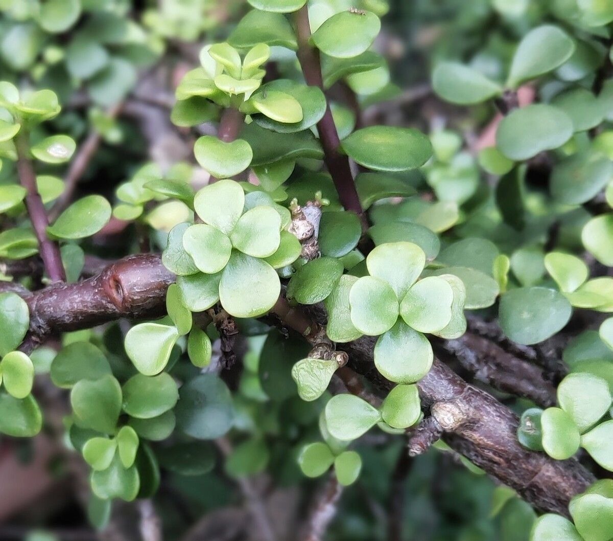 阳台上|金枝玉叶买回家,叶子哗哗掉,问题出在环境,学会缓盆是关键