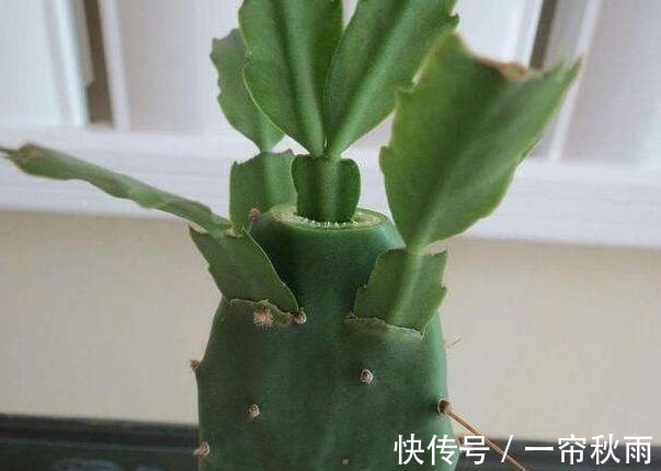 砧木|蟹爪兰嫁接,谨记“6字箴言”,嫁接失败,掌握“2法”,成功率高