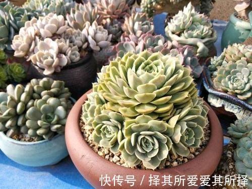 秋天买的多肉,3个“进门礼”,嗖嗖冒白根,挤满新芽芽