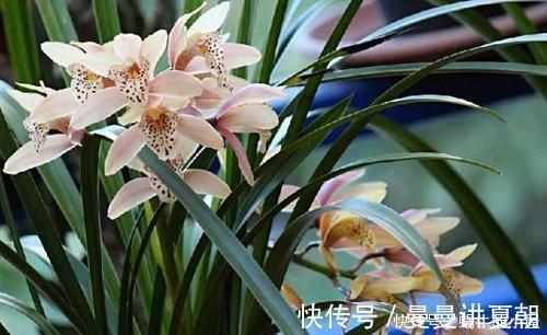 人养花，花也养人，摆上三种花，寓意好颜值好，对身心健康有好处